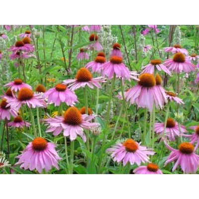 Třapatka nachová - kořen, extrakt 30 ml (Echinacea Purpurea radix)