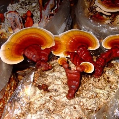 Reishi, lesklokorka lesklá, Ganoderma lucidum