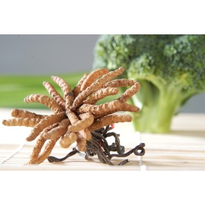 Cordyceps sinensis