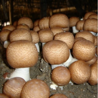 Agaricus blazei - žampión brazilský