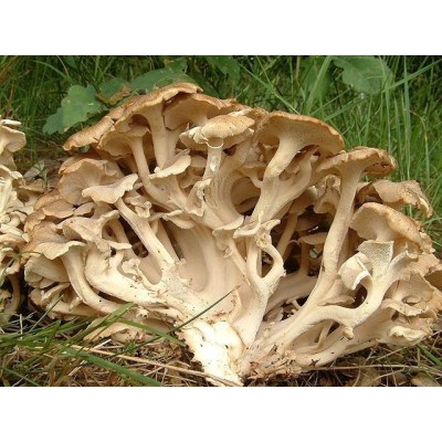 Polyporus extrakt (90 kapslí)