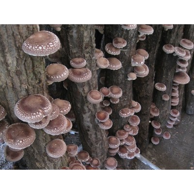 Shiitake (Lentinula edodes - houževnatec jedlý), extrakt (90 kapslí)