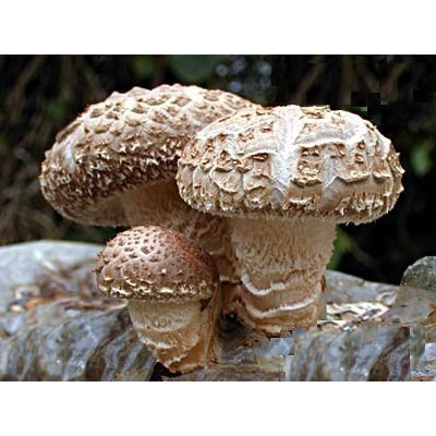 Shiitake (Lentinula edodes - houževnatec jedlý), extrakt (90 kapslí)