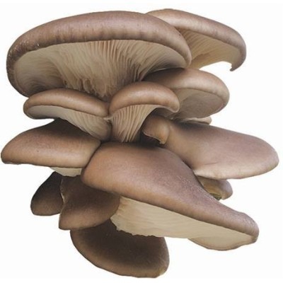 Hlíva ústřičná – Pleurotus ostreatus 